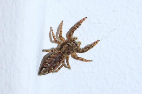Marpissa muscosa